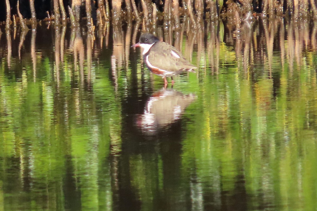 Red-kneed Dotterel - ML643914534