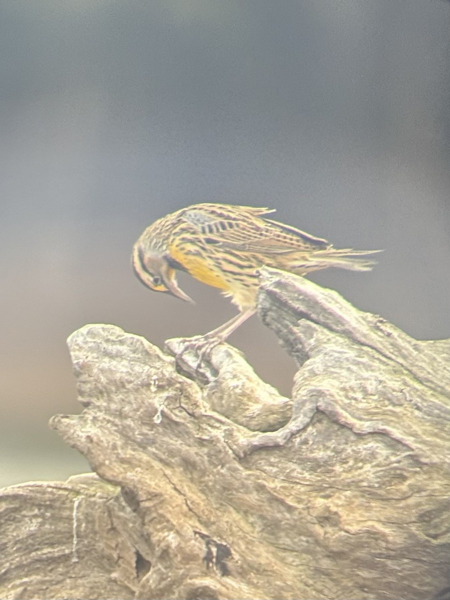 Шпаркос східний - ML643914552