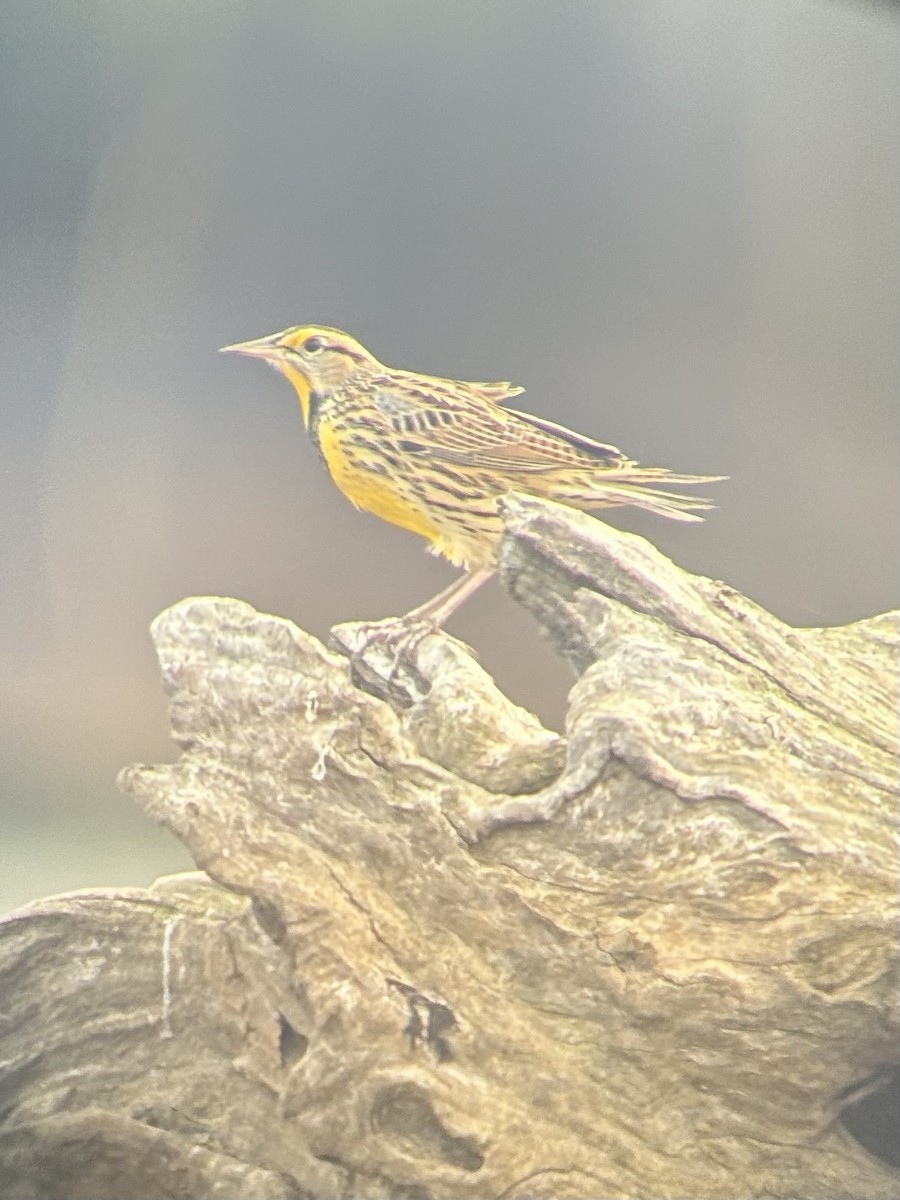 Шпаркос східний - ML643914553