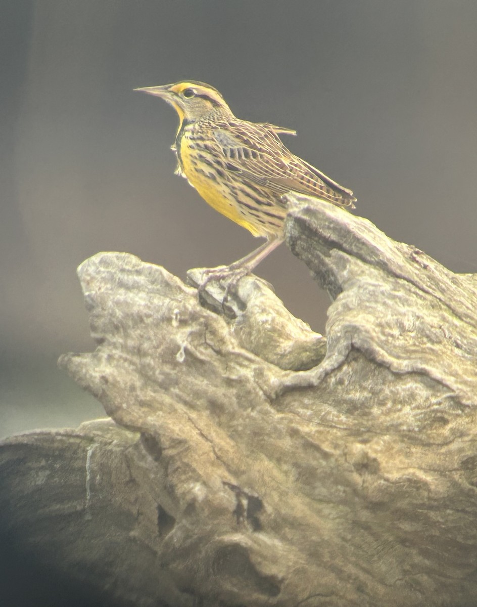 Шпаркос східний - ML643914554