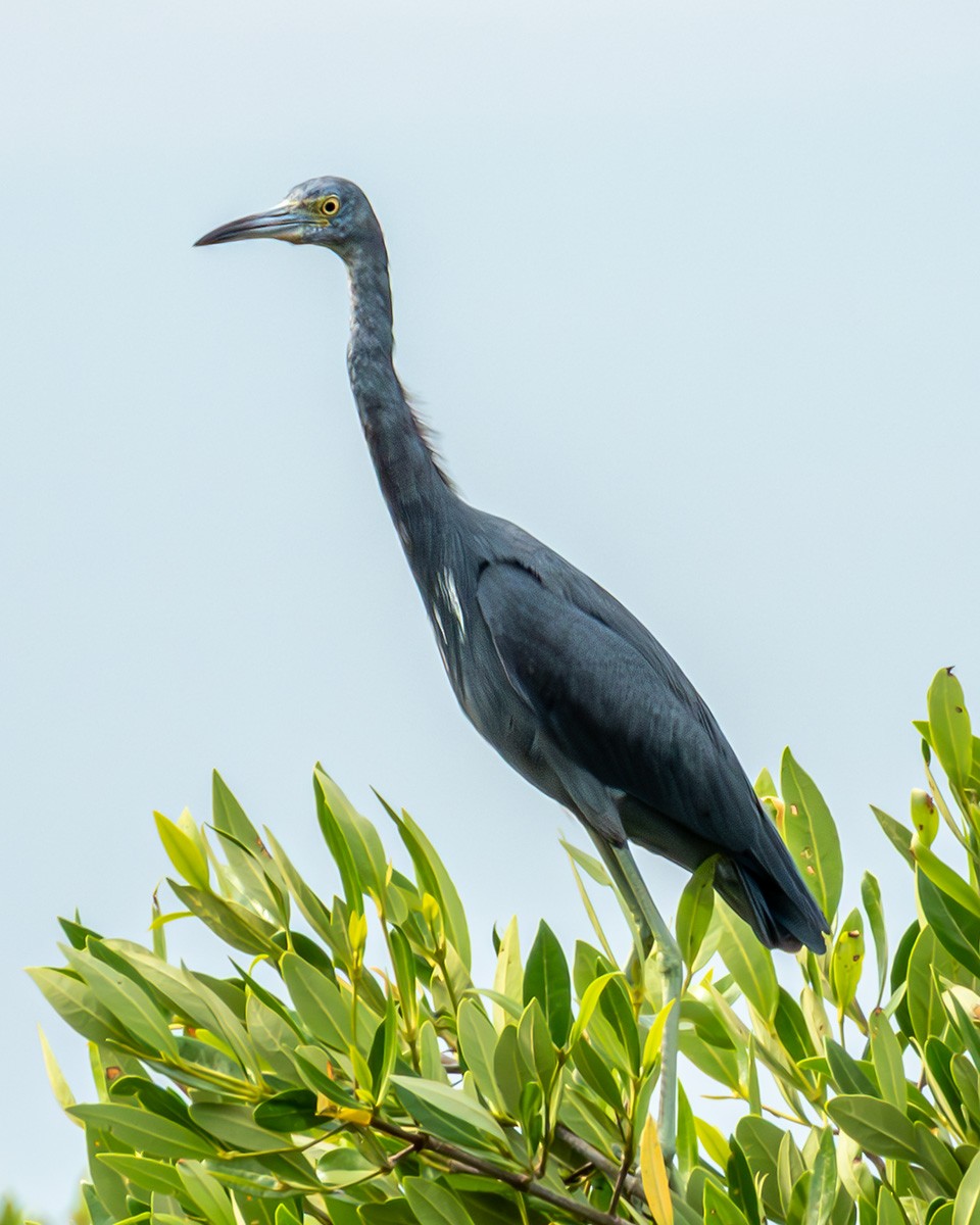 Mavi Balıkçıl - ML643914572