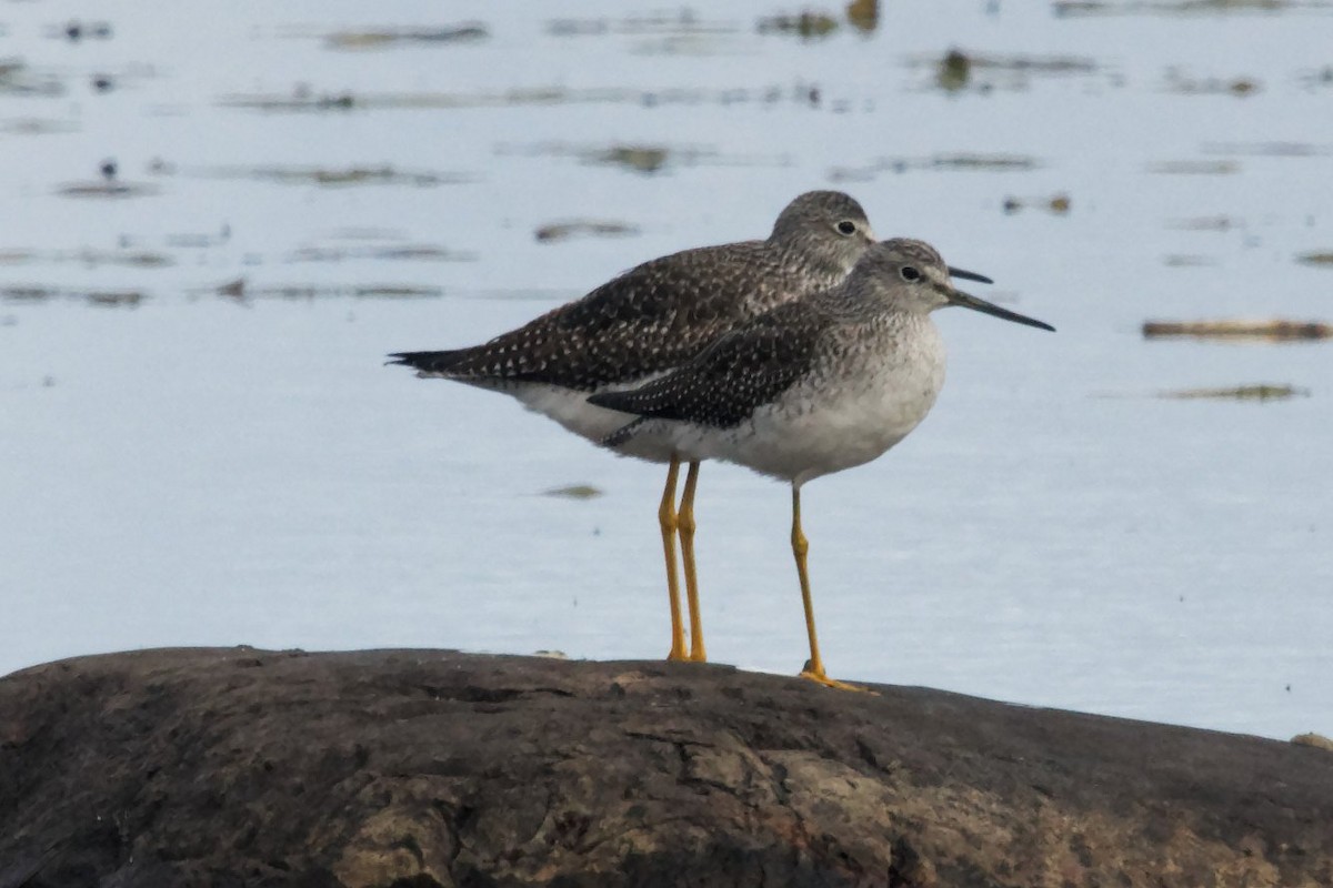 Greater Yellowlegs - ML643914575