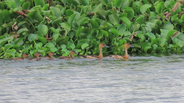 Свистач рудий - ML643914581