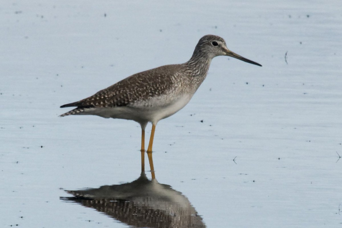 Greater Yellowlegs - ML643914582