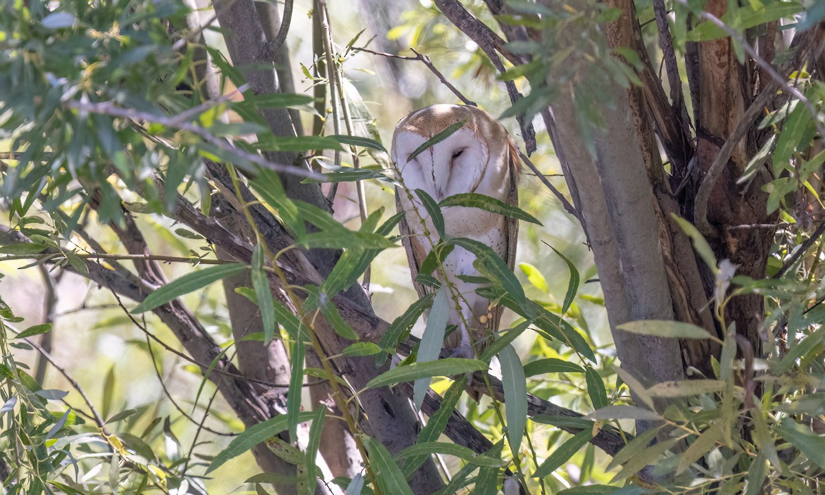 American Barn Owl (American) - ML643914587