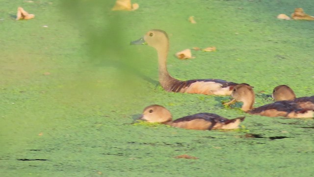 Lesser Whistling-Duck - ML643914614
