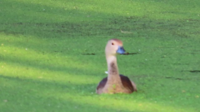 Lesser Whistling-Duck - ML643914615