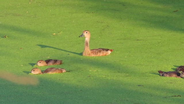 Lesser Whistling-Duck - ML643914619