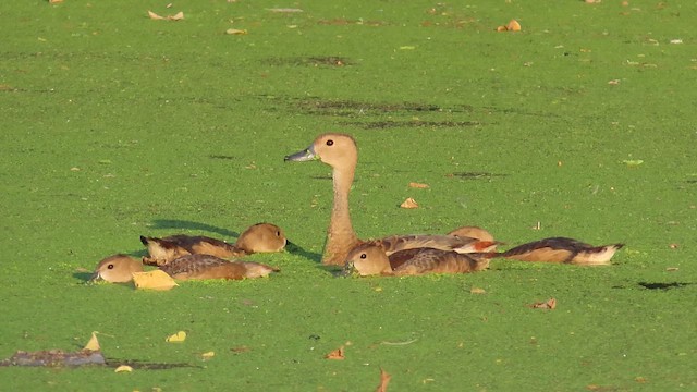 Lesser Whistling-Duck - ML643914621