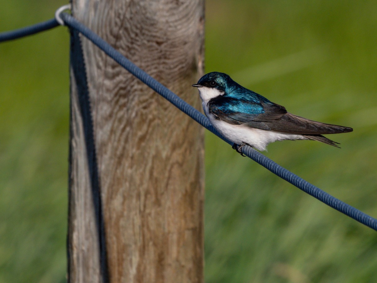 tresvale - ML643914626