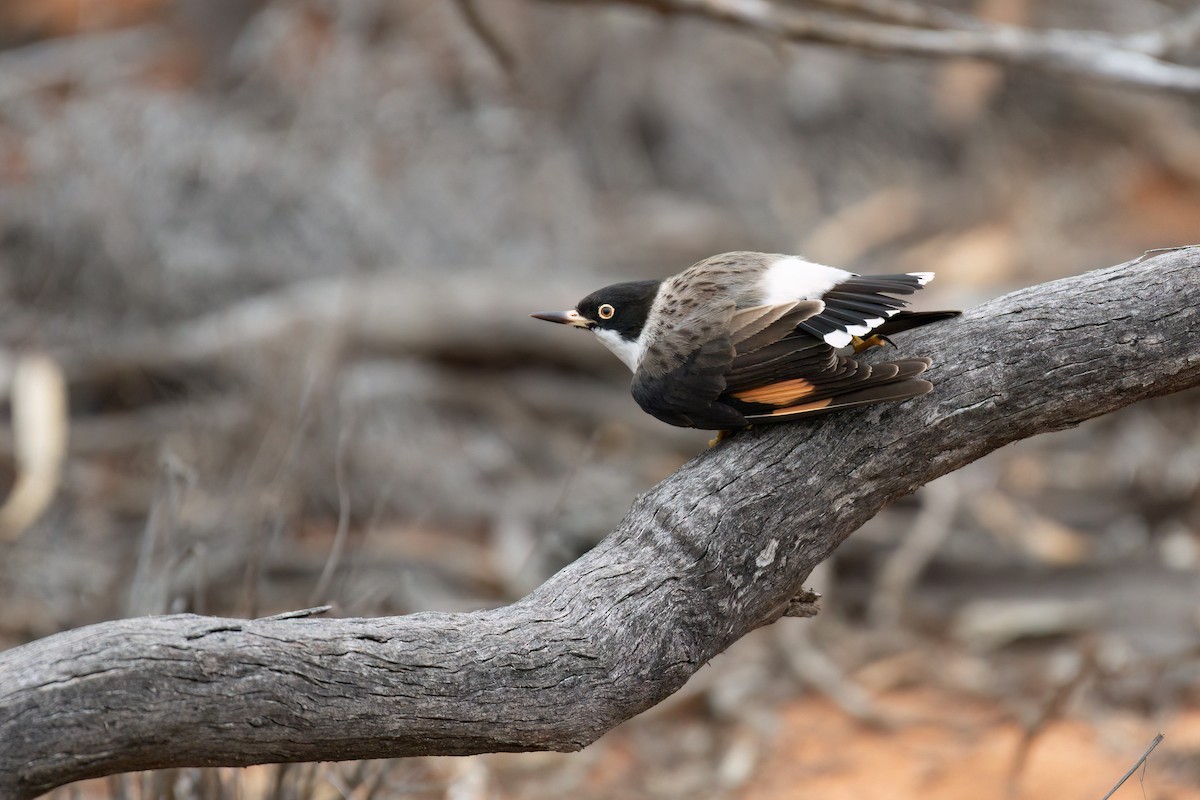 Varied Sittella (Black-capped) - ML643914629