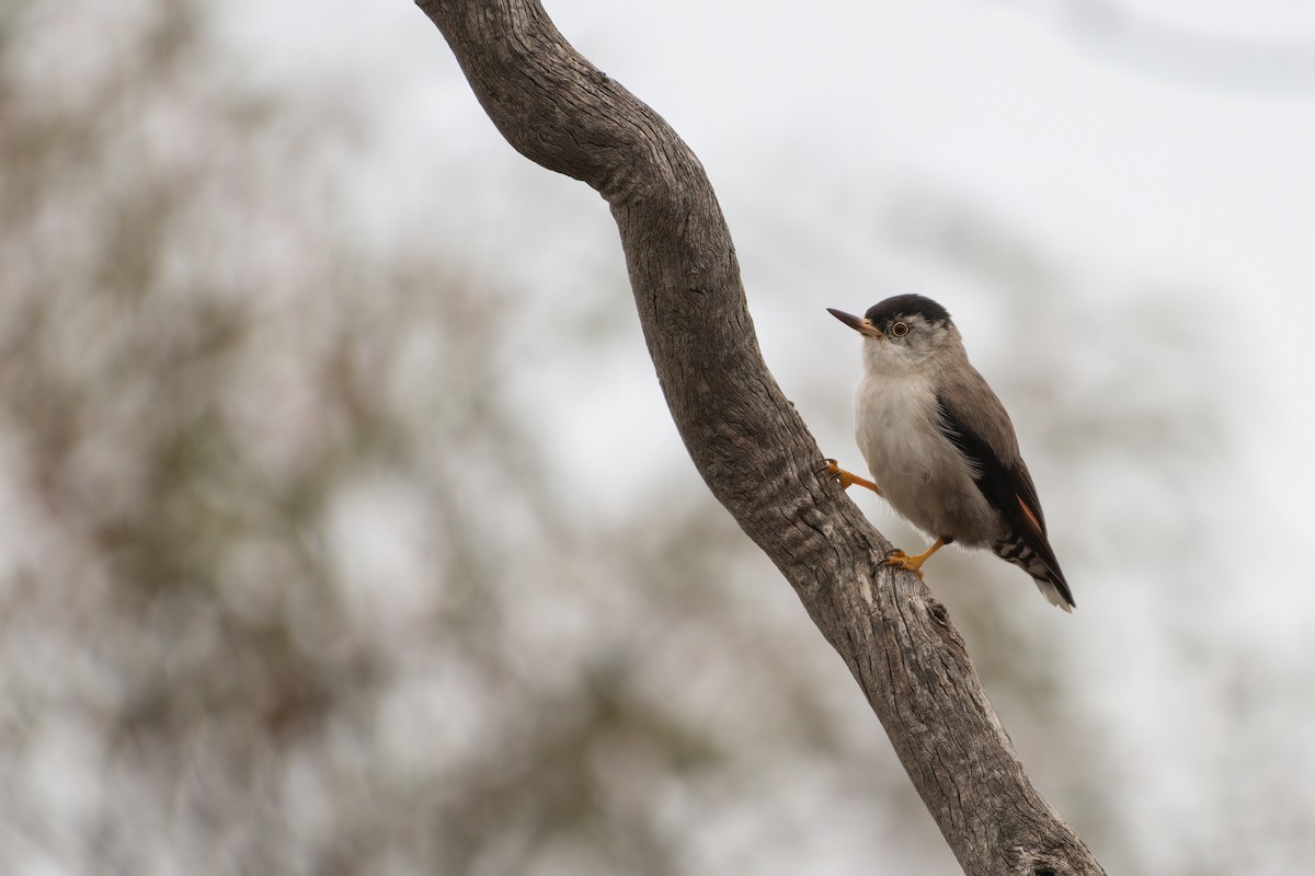 Varied Sittella (Black-capped) - ML643914630