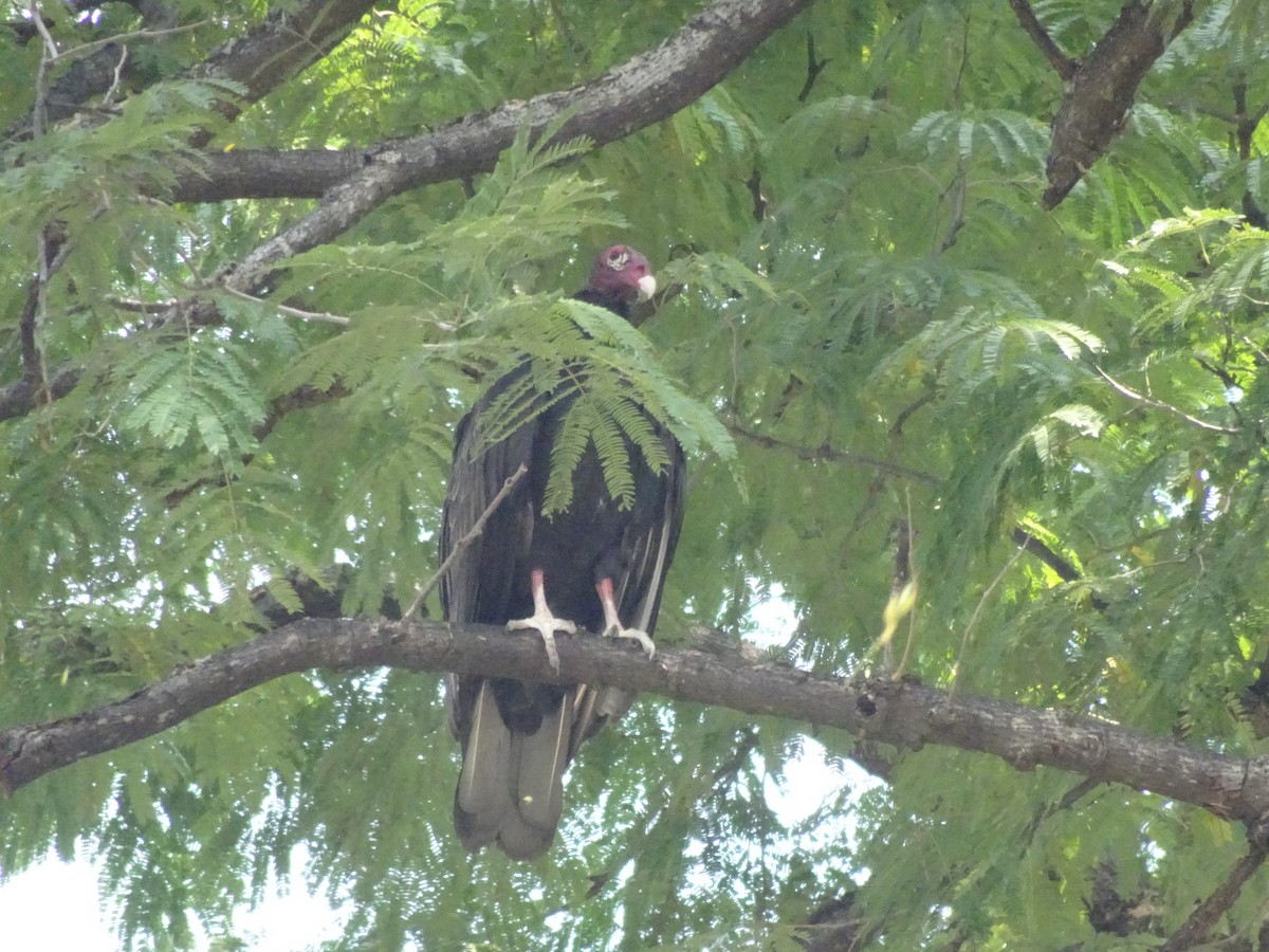 Turkey Vulture - ML643914660