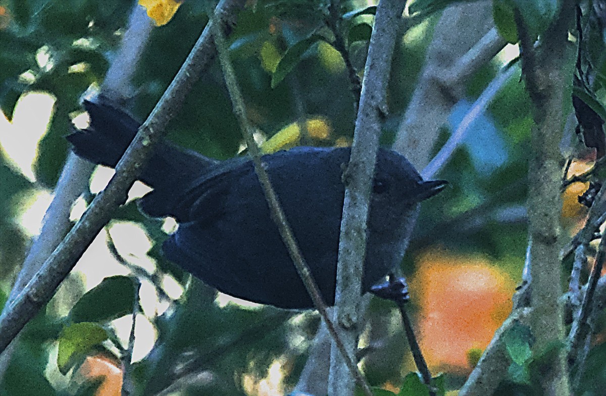 Slaty Flowerpiercer - ML643914663