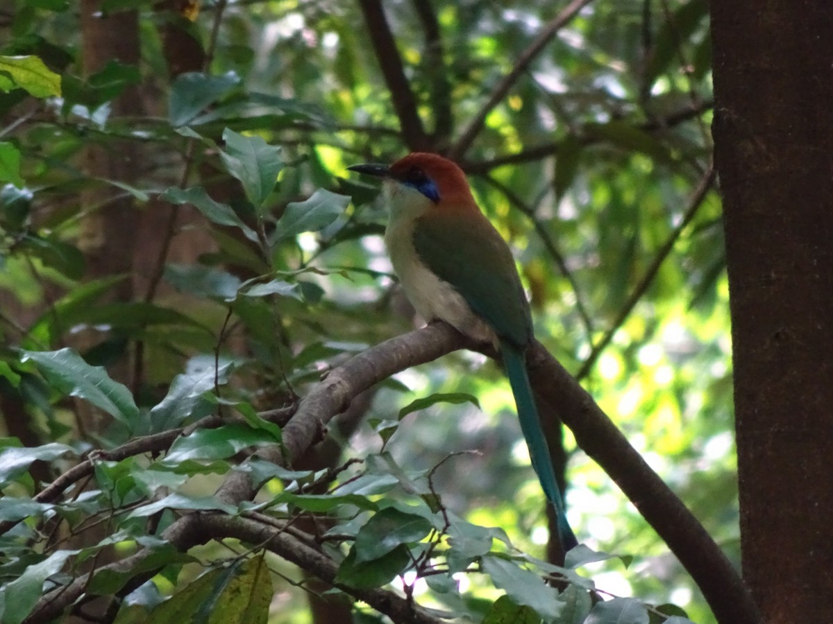 Russet-crowned Motmot - ML643914664