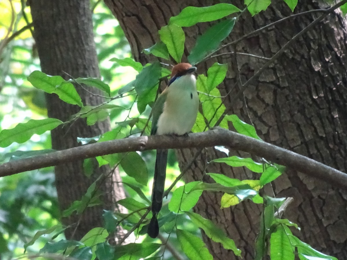 Russet-crowned Motmot - ML643914665