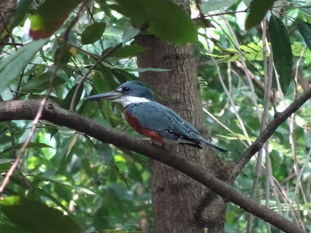 Ringed Kingfisher - ML643914670
