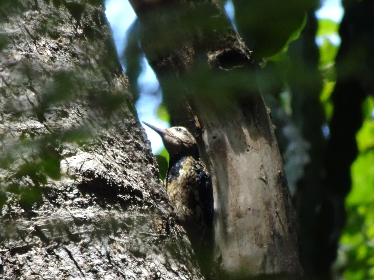 Yellow-bellied Sapsucker - ML643914677