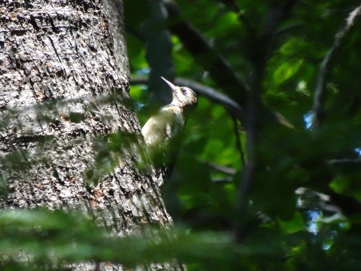 Yellow-bellied Sapsucker - ML643914678