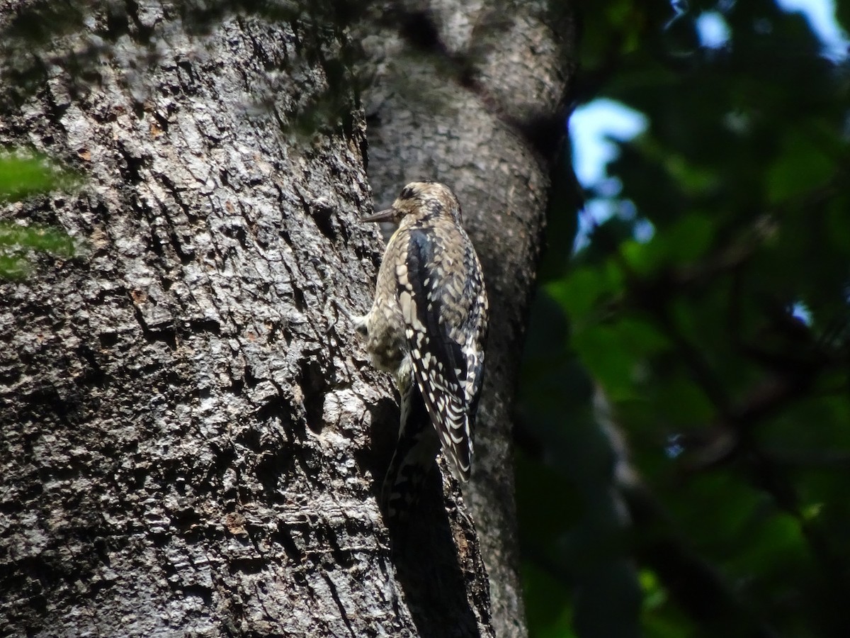 Yellow-bellied Sapsucker - ML643914679