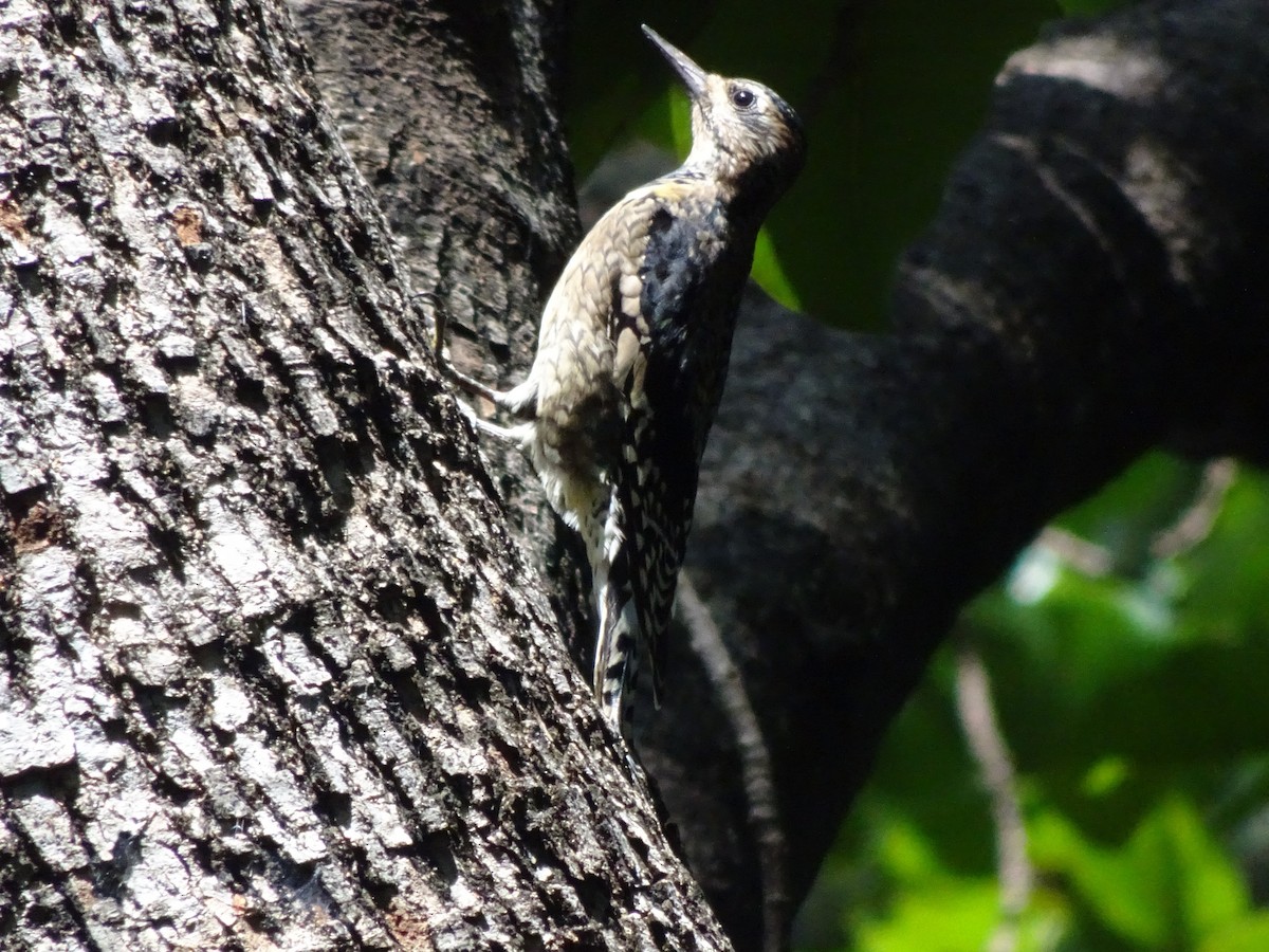 Yellow-bellied Sapsucker - ML643914680
