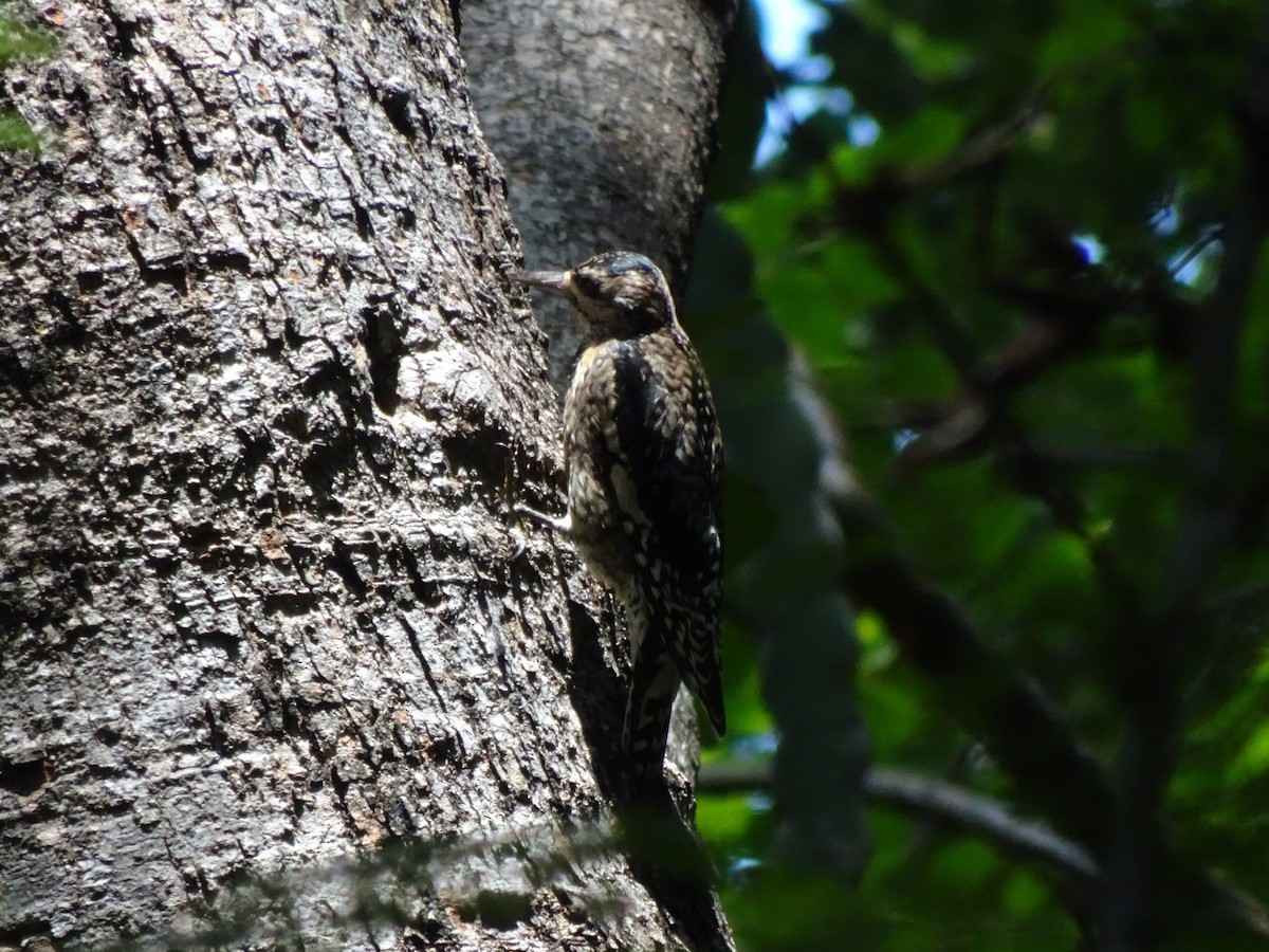 Yellow-bellied Sapsucker - ML643914681