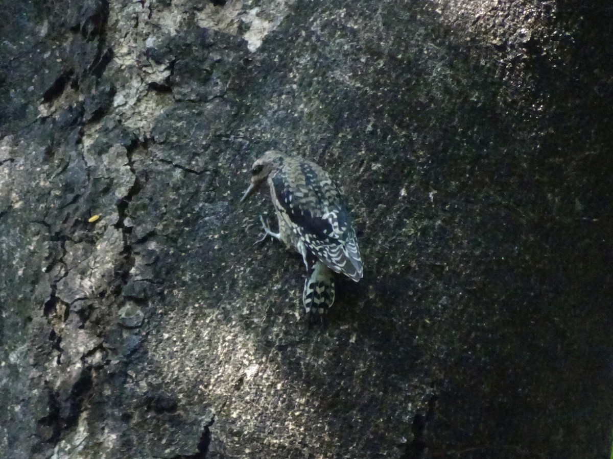 Yellow-bellied Sapsucker - ML643914682