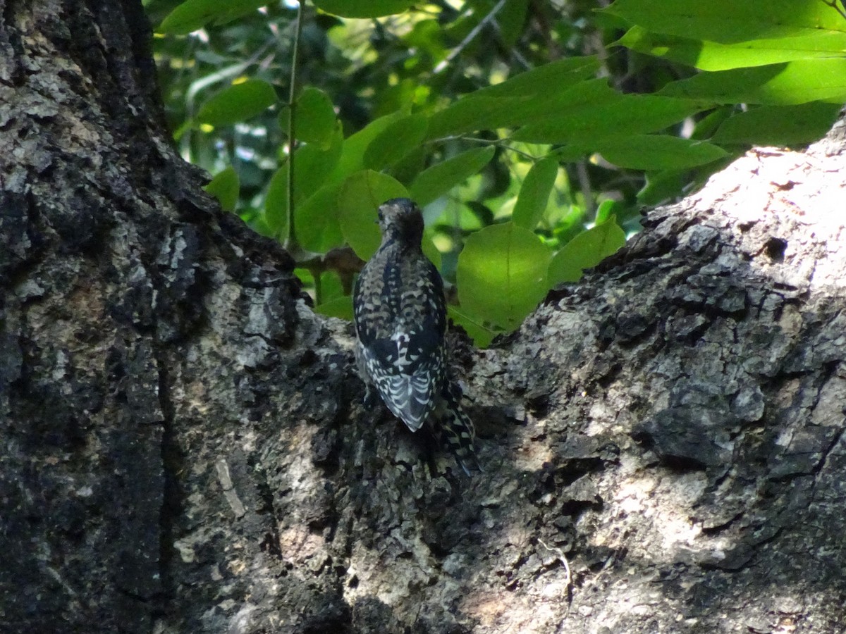 Yellow-bellied Sapsucker - ML643914683