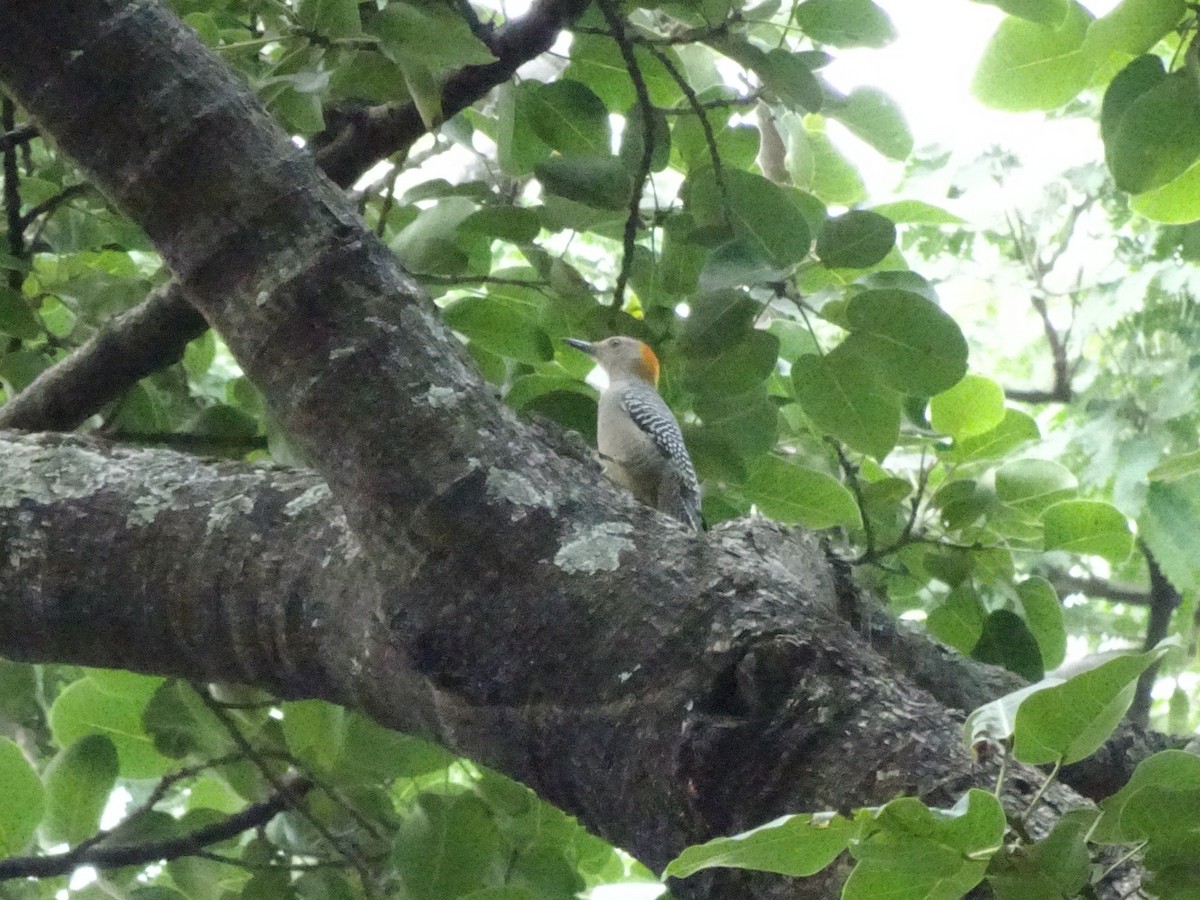 Golden-fronted Woodpecker - ML643914685