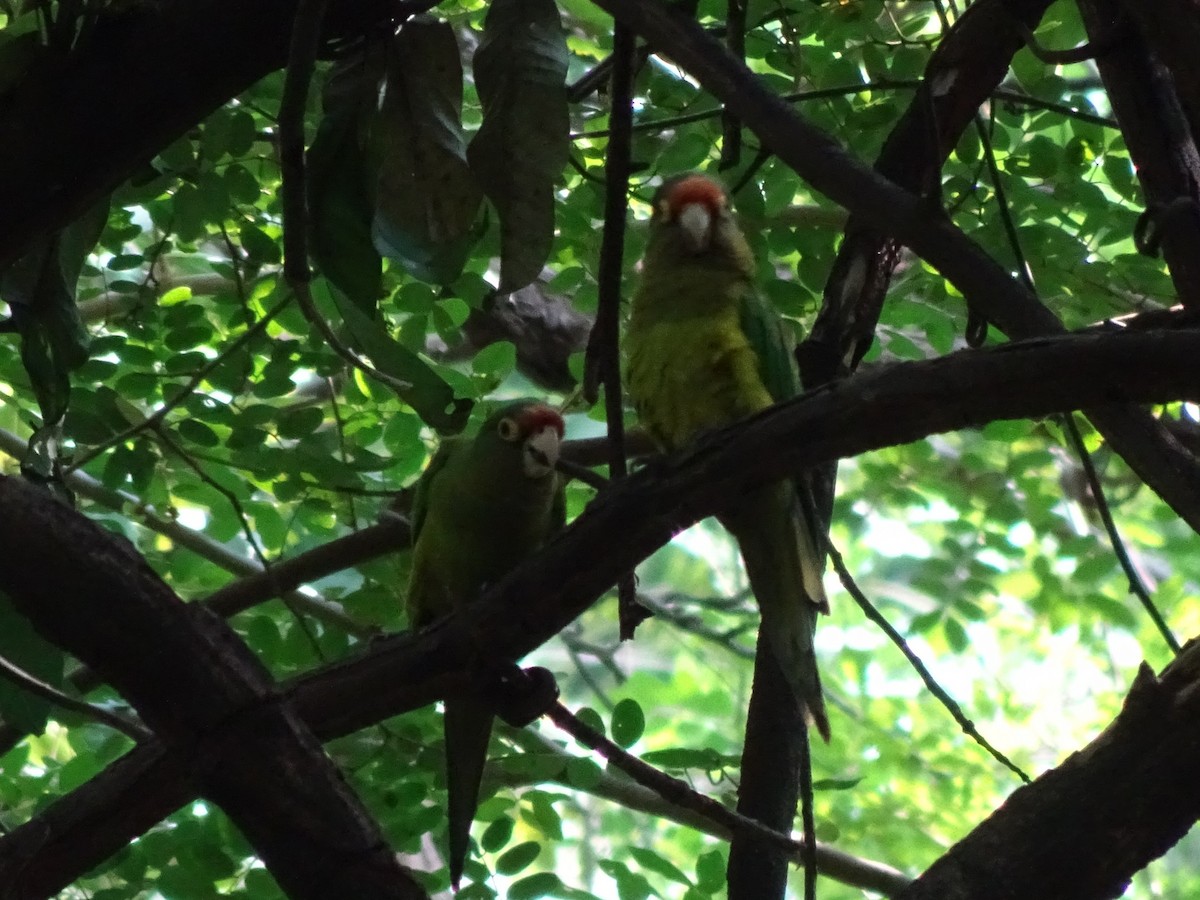 Orange-fronted Parakeet - ML643914689