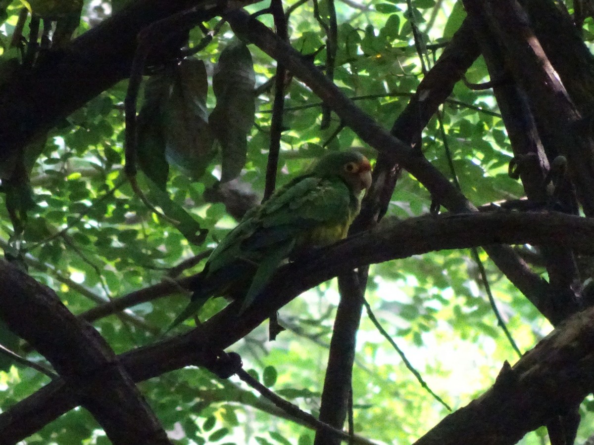 Orange-fronted Parakeet - ML643914690