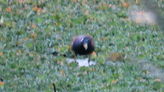 Bronzeblatthühnchen - ML643914691