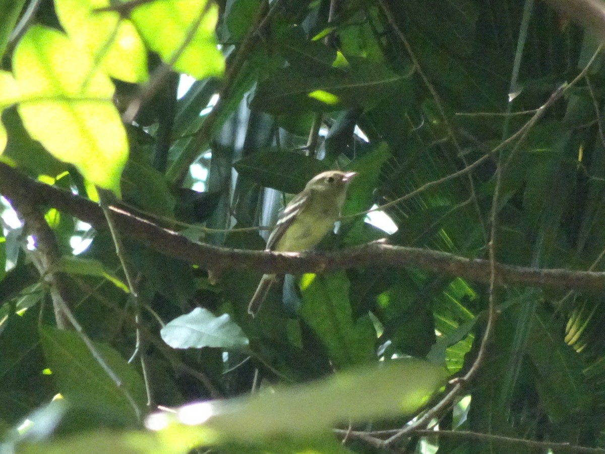 Least Flycatcher - ML643914694
