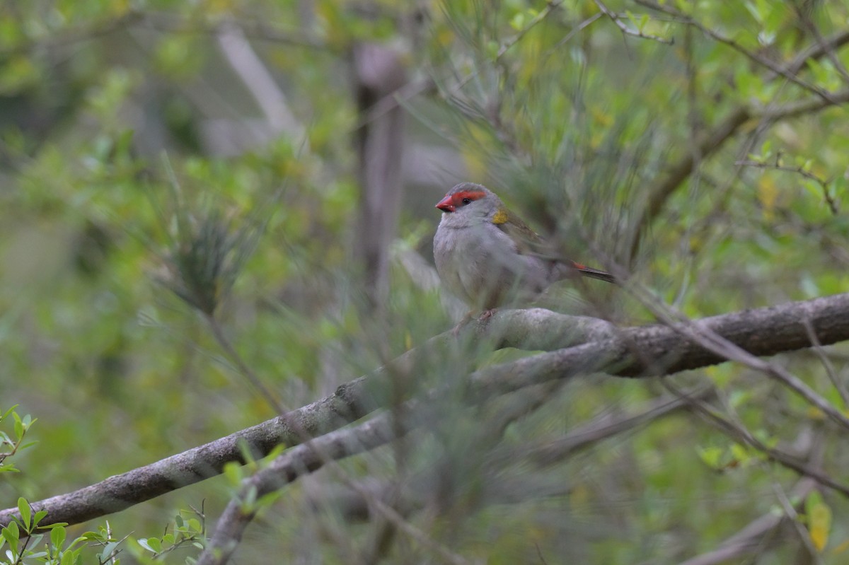 Red-browed Firetail - ML643914700