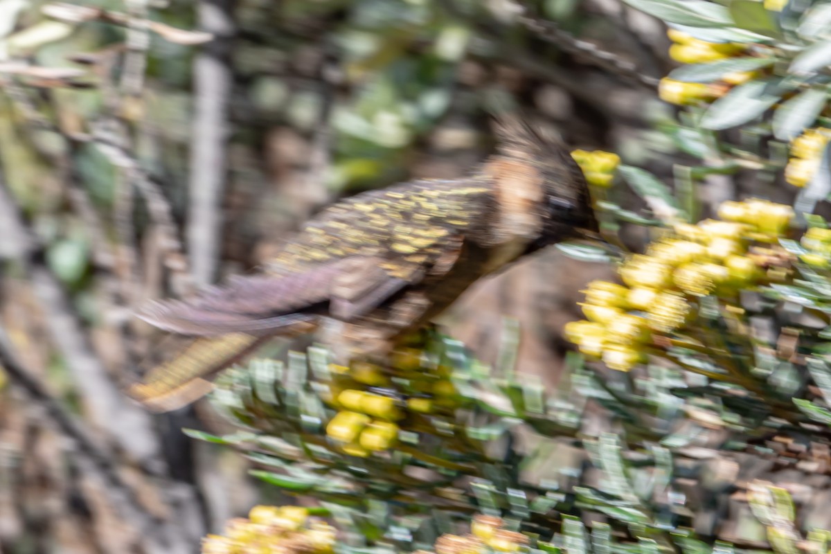Buffy Helmetcrest - ML643914731