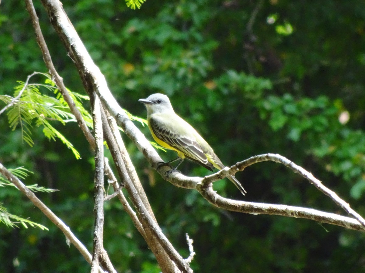 Tropical Kingbird - ML643914740