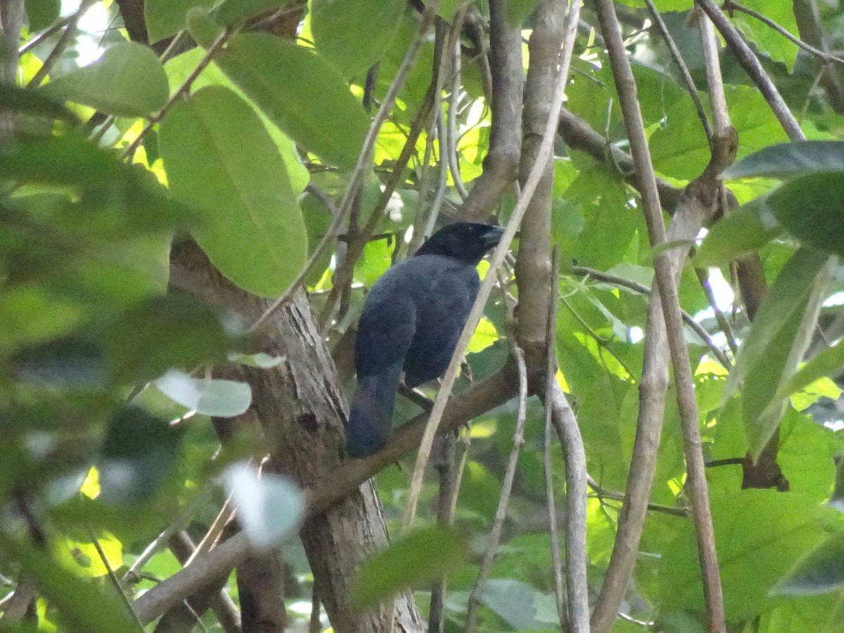 Melodious Blackbird - ML643914748