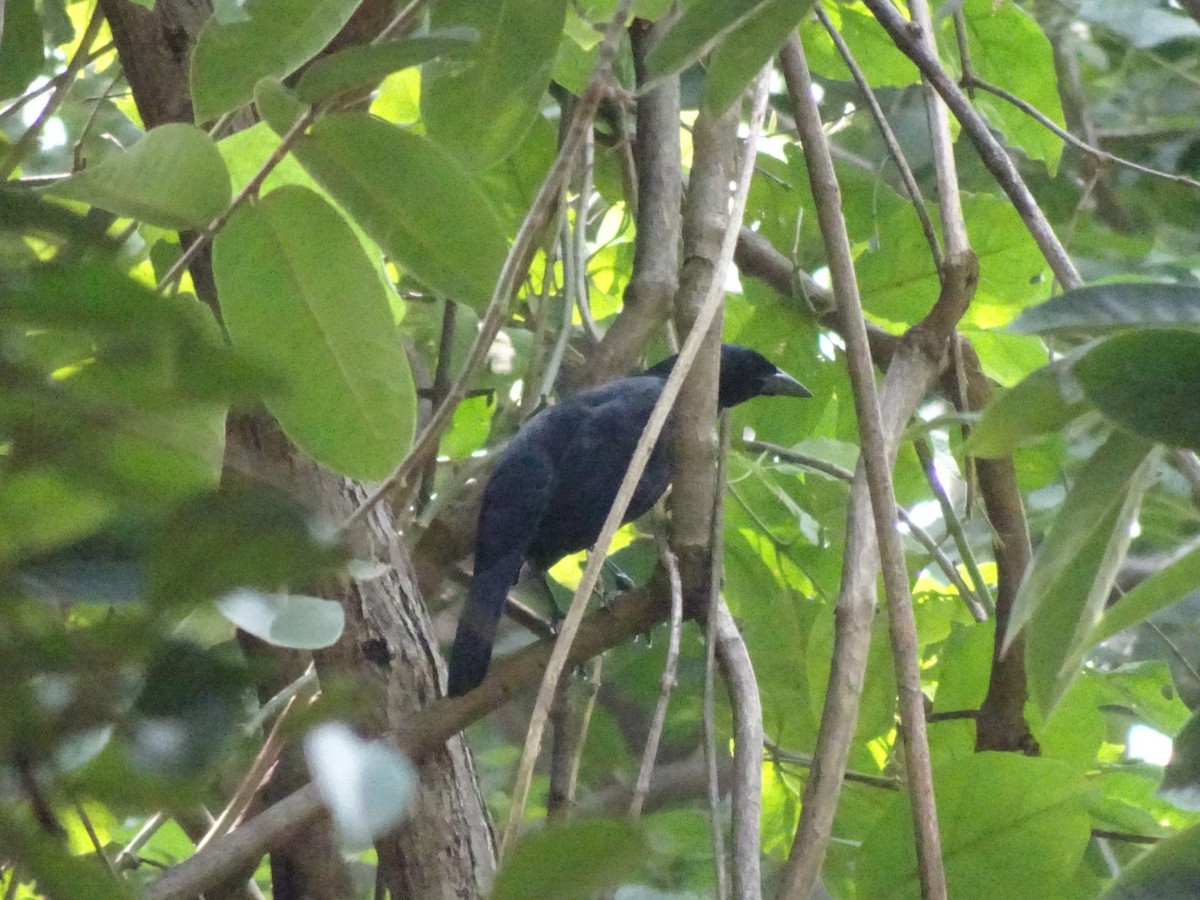 Melodious Blackbird - ML643914749