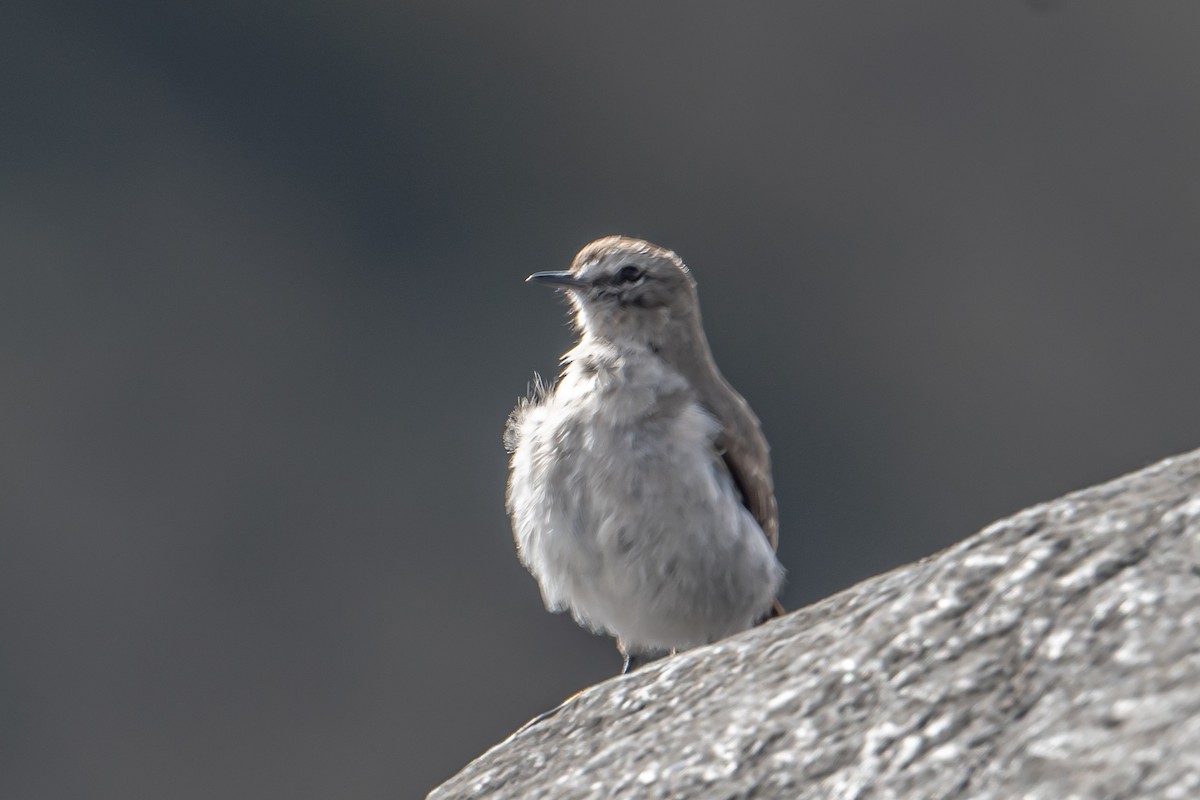 Dormilon à grands sourcils - ML643914753