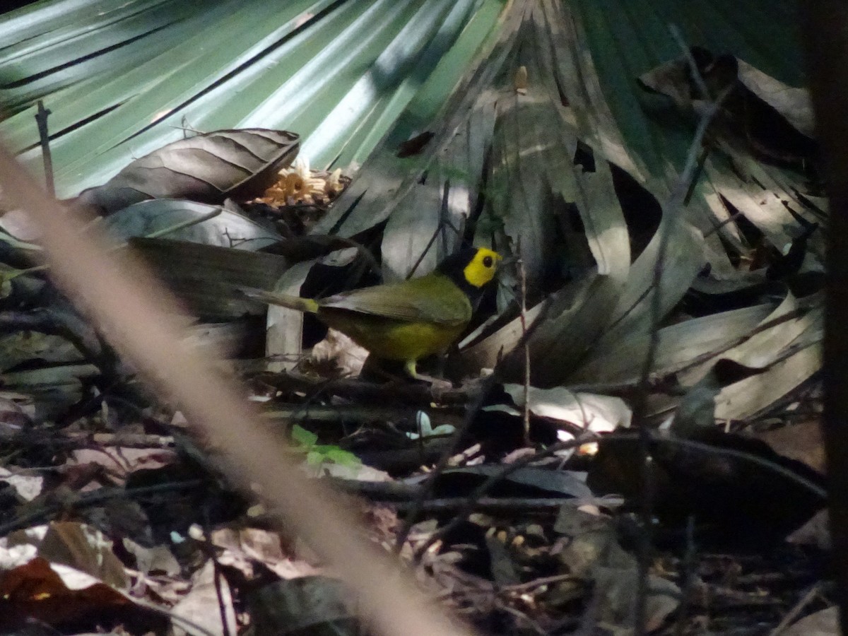 Hooded Warbler - ML643914754