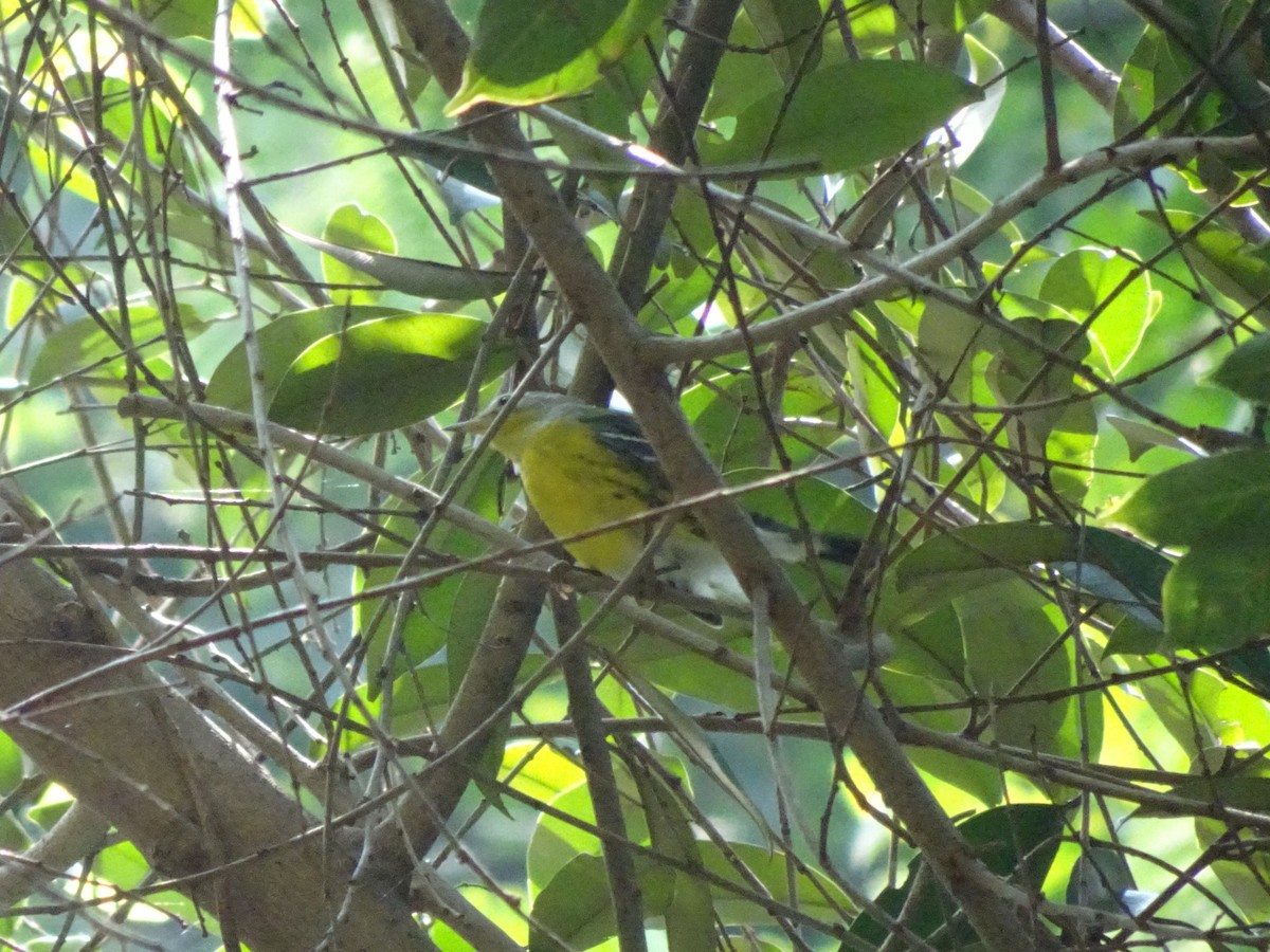 Magnolia Warbler - ML643914759