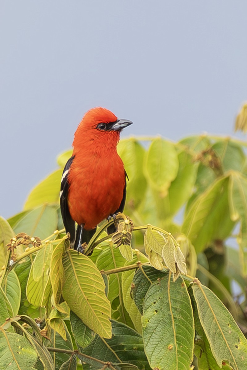 White-winged Tanager - ML643914762