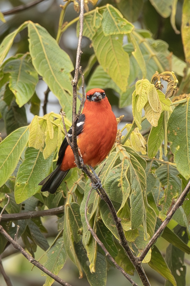White-winged Tanager - ML643914763