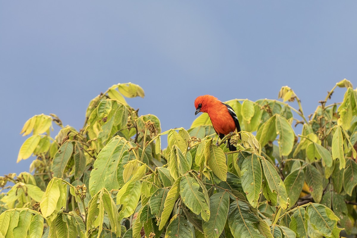 White-winged Tanager - ML643914764