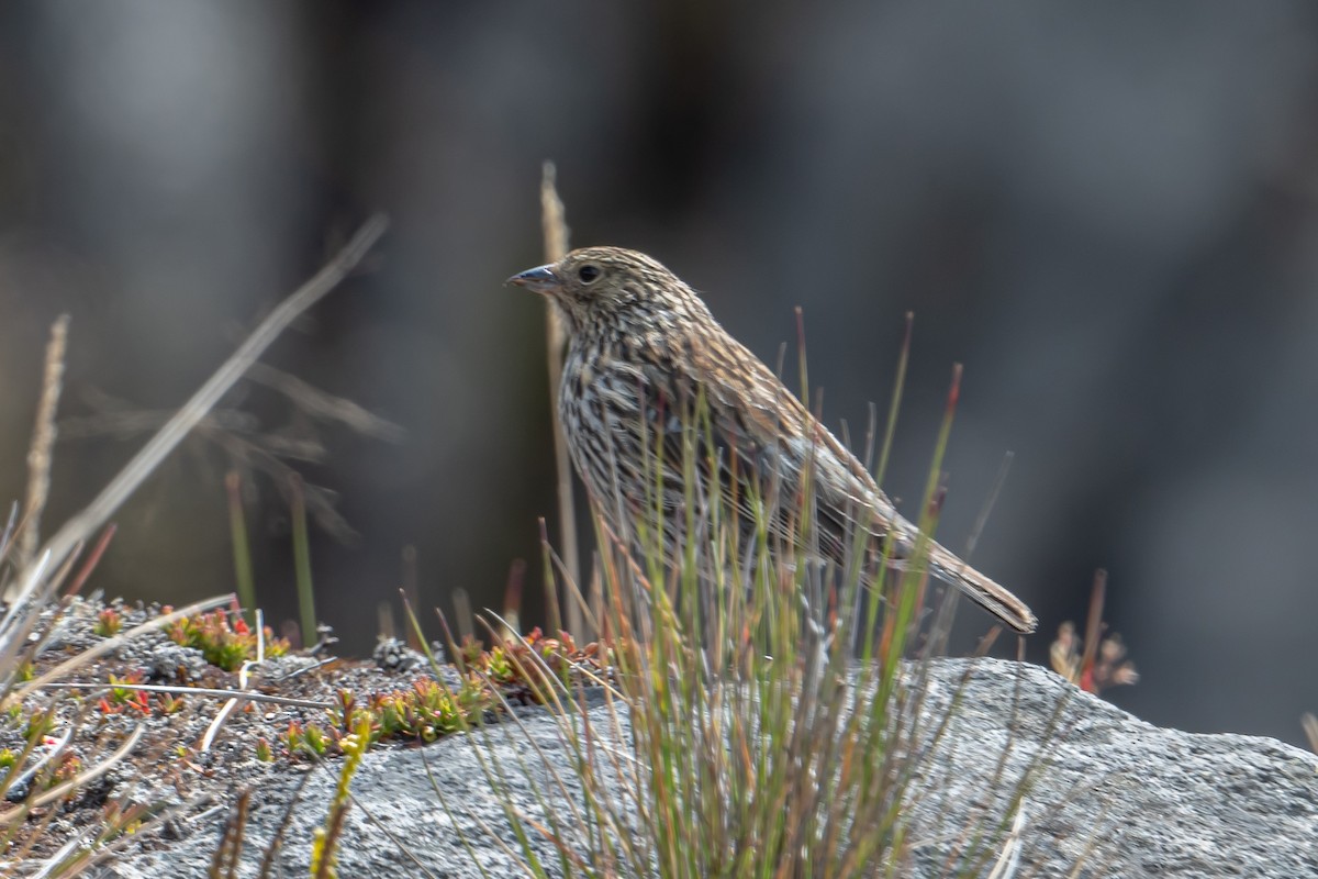 Plumbeous Sierra Finch - ML643914765