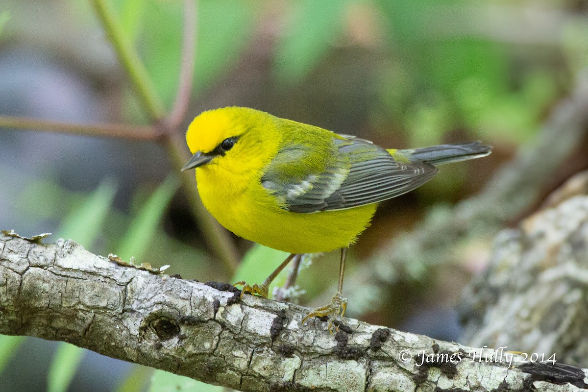 Blue-winged Warbler - ML643914773