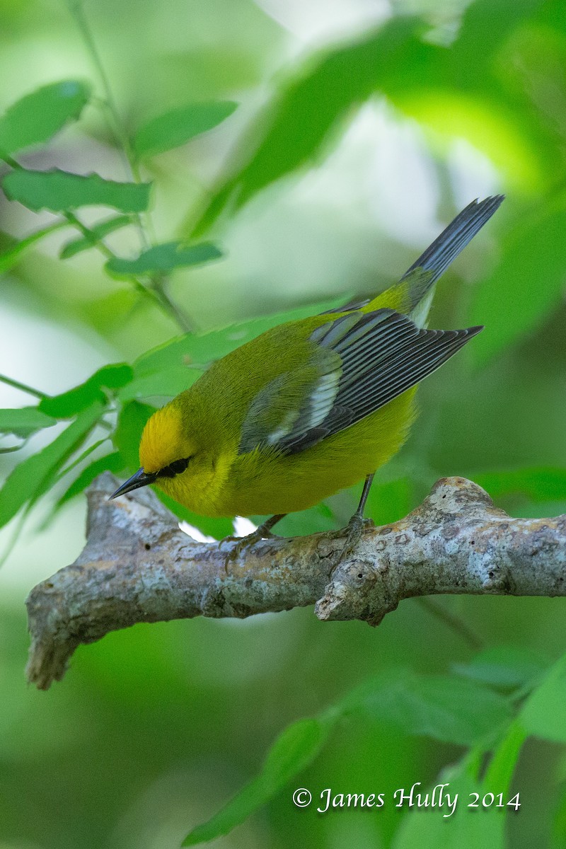 Blue-winged Warbler - ML643914774