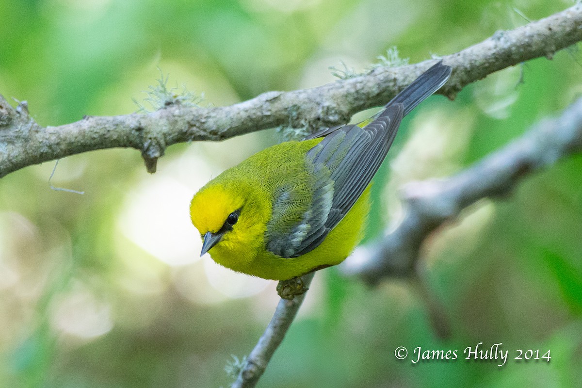 Blue-winged Warbler - ML643914777