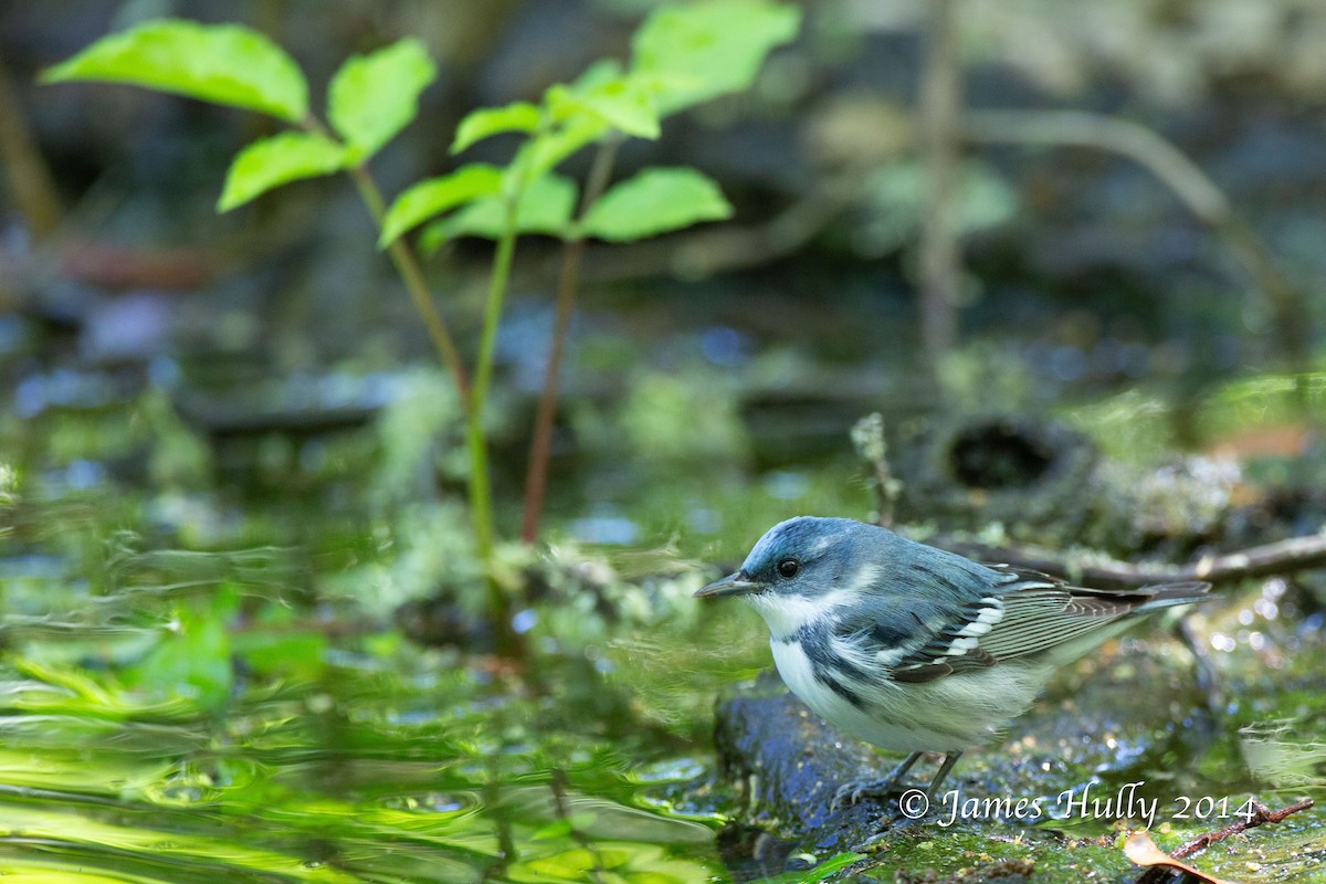 Cerulean Warbler - ML643914786