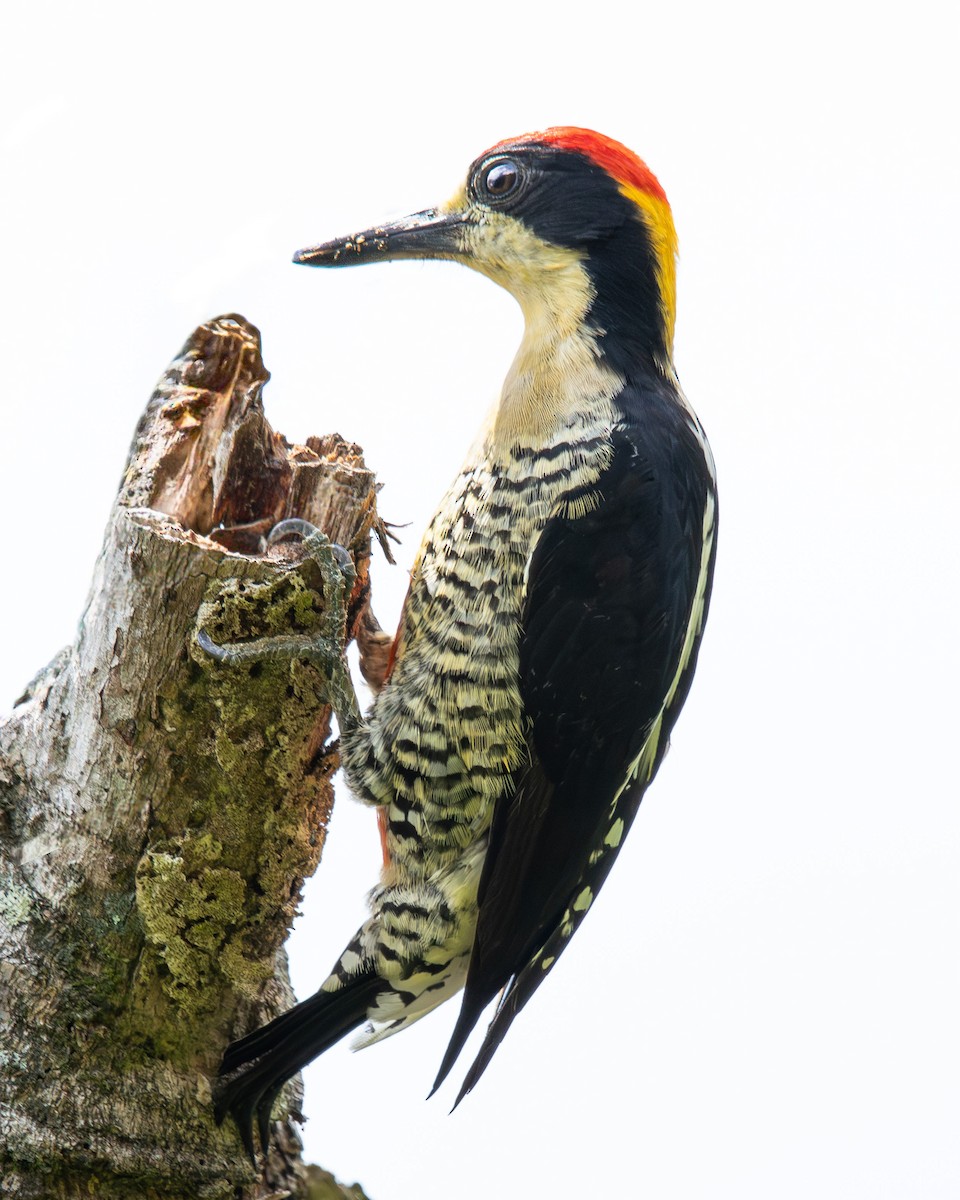 Красивый дятел - ML643914790